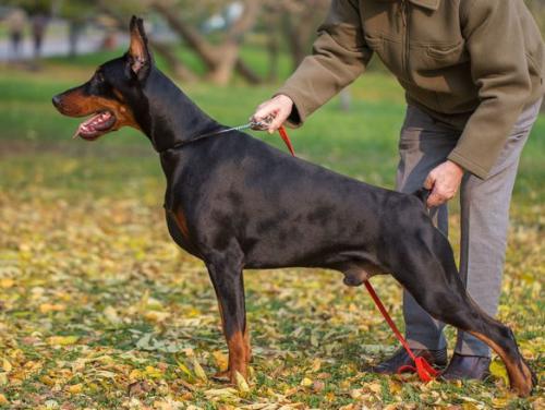 Fawn iz Zoosfery | Black Doberman Pinscher