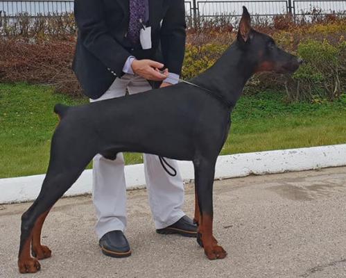 Villand Gross iz Zoosfery | Black Doberman Pinscher