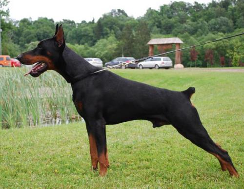 Rossiiskiy Kolorit Vittorio | Black Doberman Pinscher