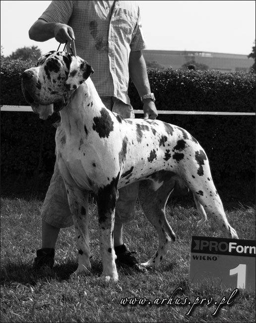 Wintu Salo Ego | Great Dane 