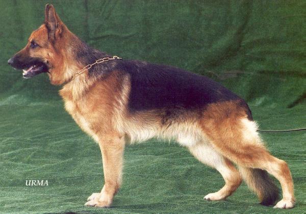 Watz vom Schornfelsen | German Shepherd Dog 