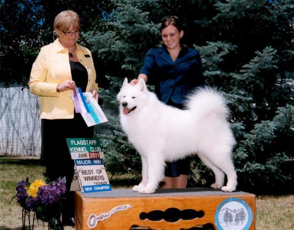 Yaramaz little white wolf | Samoyed 