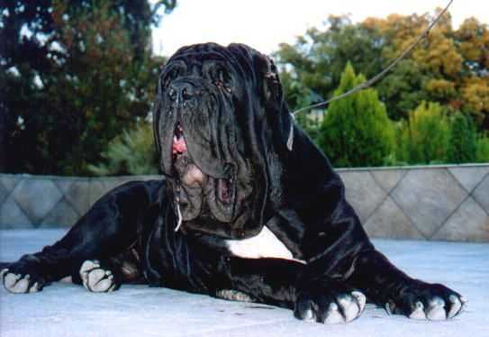 LIVIO DE AZURRA | Neapolitan Mastiff 