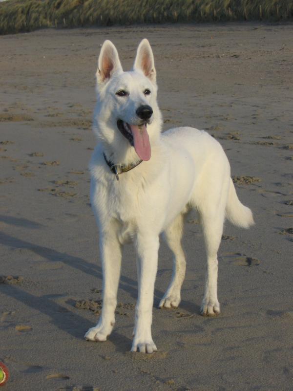 Reginahof's Arctic Charlie | White Swiss Shepherd Dog 