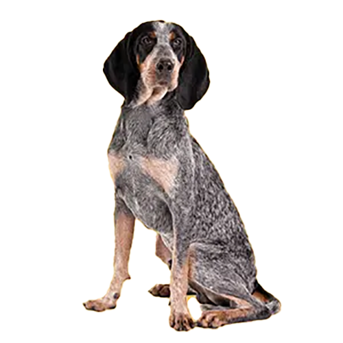 American English Coonhound