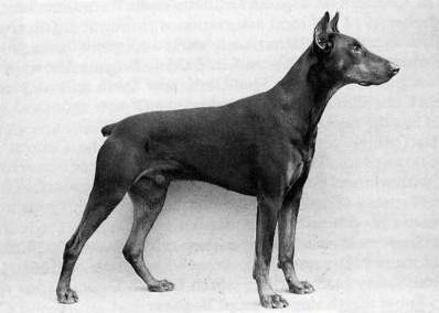 Varo v. Spessart | Black Doberman Pinscher