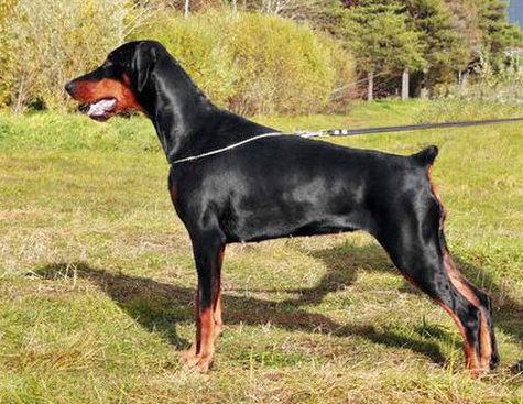 Rossiiskiy Kolorit D'jokonda | Black Doberman Pinscher