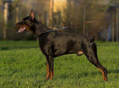 Gallaburg Banderos | Black Doberman Pinscher