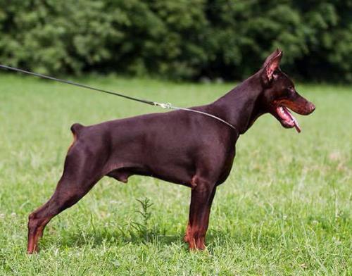 Zhemchuzhina Chernozemija Asher | Brown Doberman Pinscher