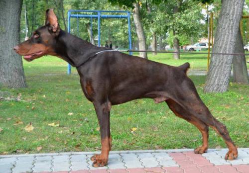 Zhemchuzhina Chernozemija Faberge | Brown Doberman Pinscher