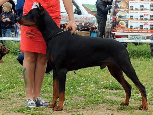 Angelskie Glazki Rytsar | Black Doberman Pinscher