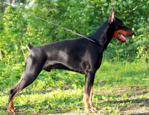 Teraline Ocean | Black Doberman Pinscher