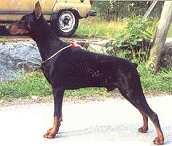 Falco Bino v.d. Dobermann-Borgh | Black Doberman Pinscher