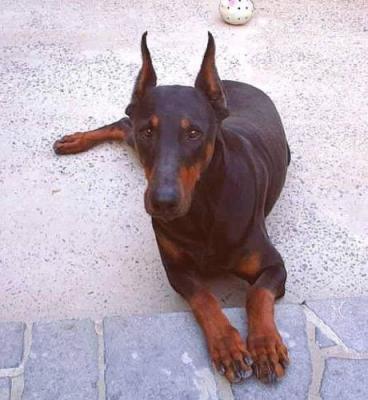 Azohra v.'t Zomerhof | Black Doberman Pinscher