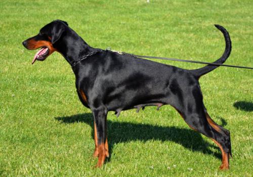 Hellbound Heart Dariva | Black Doberman Pinscher