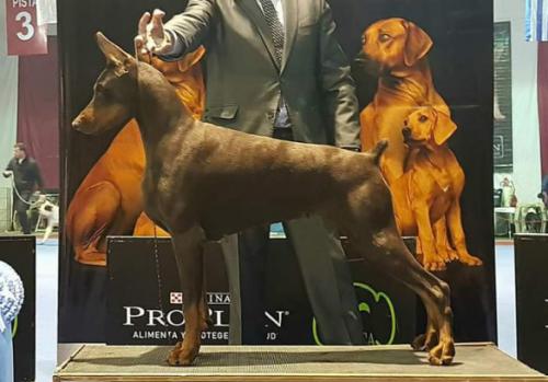 Macaco's Riande's Irupe | Brown Doberman Pinscher