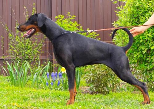 Oreto Mia Here Comes The Sun | Black Doberman Pinscher