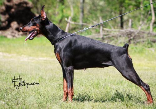 Duna (JR) | Black Doberman Pinscher