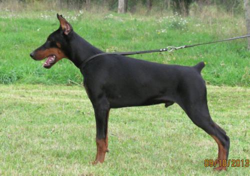 Igor de Noche Negro | Black Doberman Pinscher