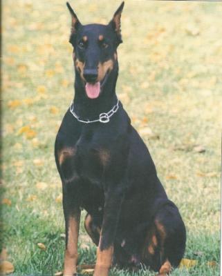 Quecke v. Binselberg | Black Doberman Pinscher