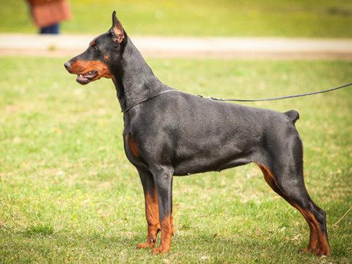 Rossiiskiy Kolorit Germiona | Black Doberman Pinscher