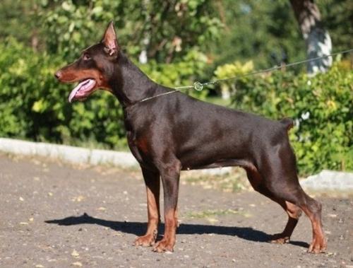 Rossiiskiy Kolorit Yurana Yumma | Brown Doberman Pinscher