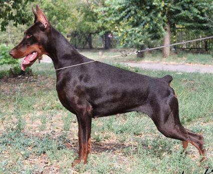 Rossiiskiy Kolorit Yutessa Yurayte | Brown Doberman Pinscher