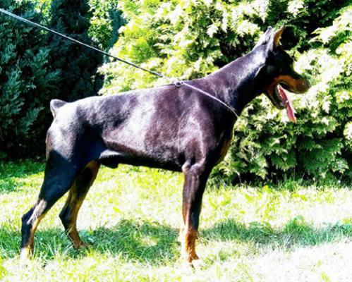 Jetro di Perlanera | Black Doberman Pinscher