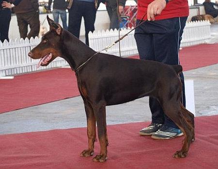 Klara Best of Island | Brown Doberman Pinscher