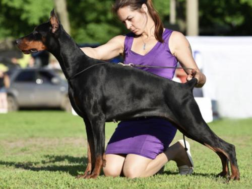 Don Kagjust Bayona Biarriz | Black Doberman Pinscher