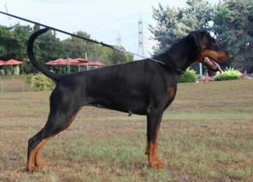 Andromeda of Castle Black | Black Doberman Pinscher