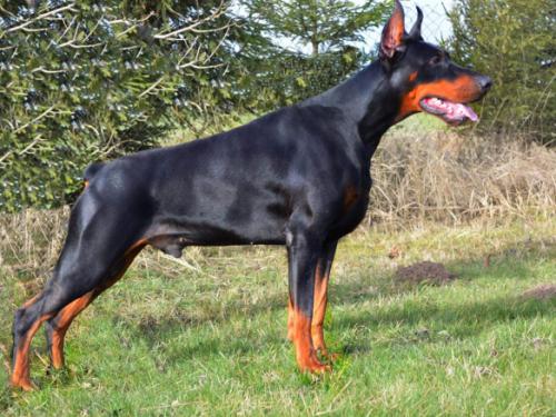 Caligula Tikrai Nauja | Black Doberman Pinscher