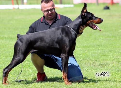 Greta Garbo v. Ashanti | Black Doberman Pinscher