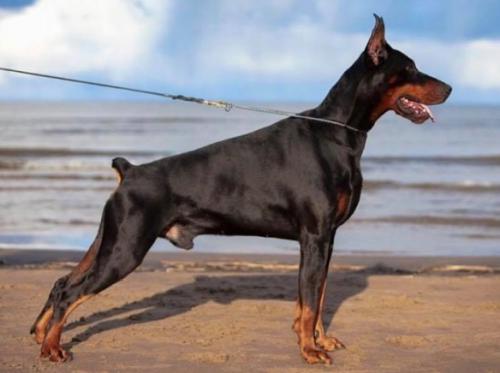 Hafel v. Haus Erfullungen Vunschen | Black Doberman Pinscher