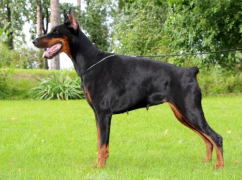 Bolivar Fantastic Fairy | Black Doberman Pinscher