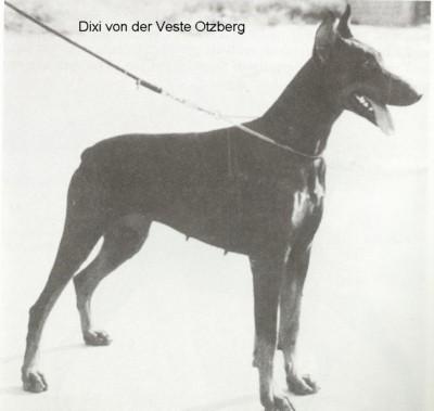 Dixi v.d. Veste Otzberg | Black Doberman Pinscher