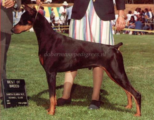 Stormer Hits Denver | Black Doberman Pinscher