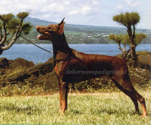 Majestic Scarlet O'Sakura | Brown Doberman Pinscher