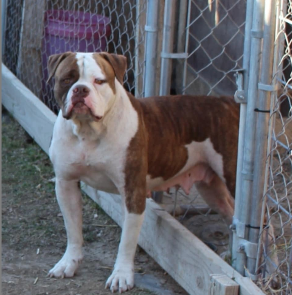Dream Team's Cardi | American Bulldog 