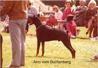 Arro v. Buchenberg | Black Doberman Pinscher