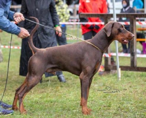 Diamante de Luperca Eleggua | Brown Doberman Pinscher