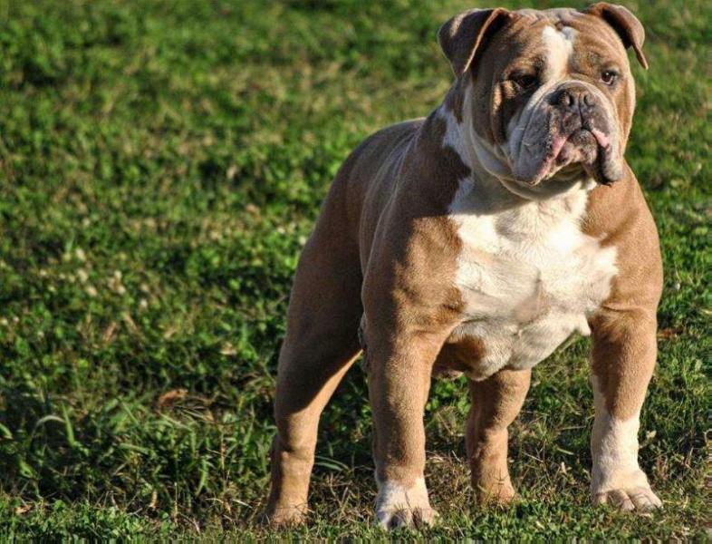 Joyful Acres' Legacy | Olde English Bulldogge 