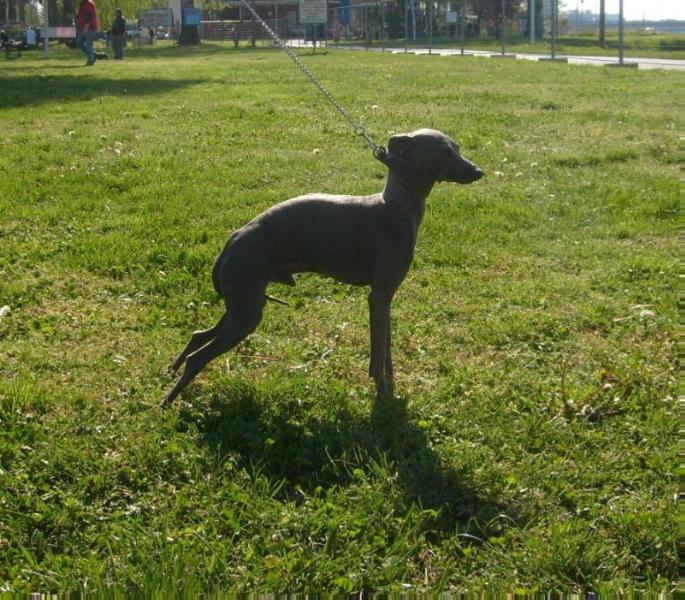 El-Donky Daft Of Kenda | Italian Greyhound 