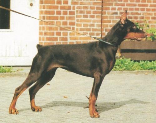 Anka v. Flandrischen Löwen | Brown Doberman Pinscher