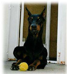 Ouranos de la Taniere Fleurie | Black Doberman Pinscher