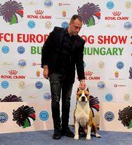 DR MAX TROUBLEMAKER DOG | American Staffordshire Terrier 