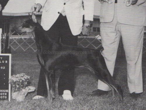 Fra-Mar Optimist's Daughter | Black Doberman Pinscher