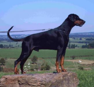 Varras Les Deux Peupliers (NHSB 2438210) | Black Doberman Pinscher