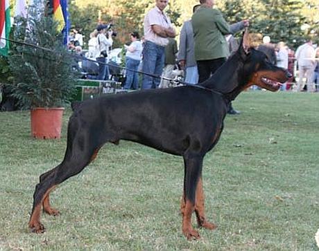 Oakley O'Connor of Kimberly Pearl | Black Doberman Pinscher