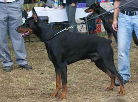 Joker di Modello | Black Doberman Pinscher